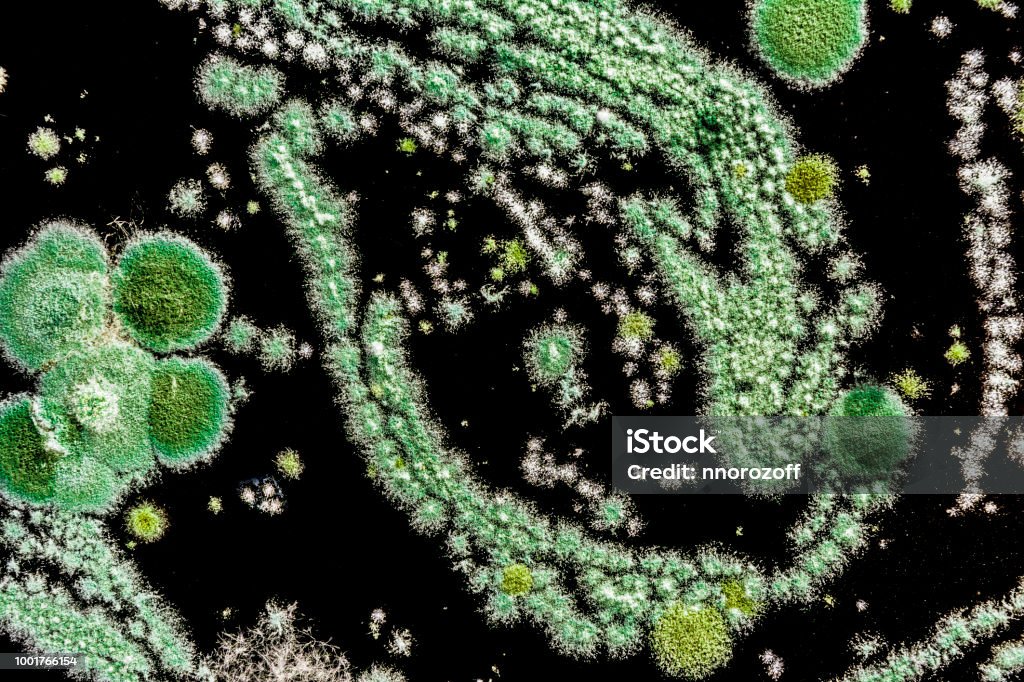 green mold on a black background, abstract illustration created by a molded mushroom, biology background green mold on a black background, abstract illustration created by a molded mushroom, close-up biology background Allergy Stock Photo