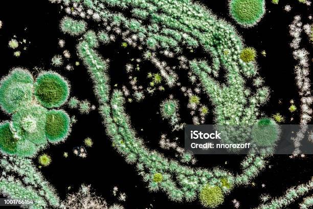Green Mold On A Black Background Abstract Illustration Created By A Molded Mushroom Biology Background Stock Photo - Download Image Now
