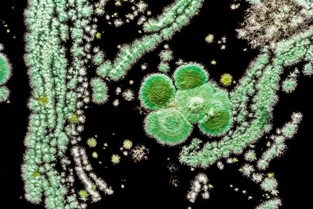 istock green mold on a black background, abstract illustration created by a molded mushroom, biology background 1001766178