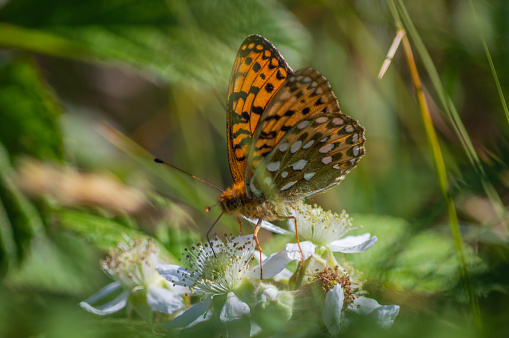 The large butterfly feeding from flowers