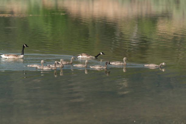 istock Canada geese and goslings in the lake. 1001781510