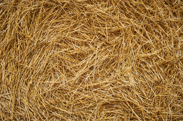 istock Dry golden yellow straw grass background texture after havesting 1001781752
