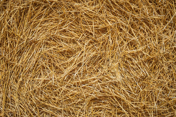istock Dry golden yellow straw grass background texture after havesting. Close up 1001781848