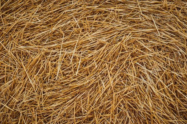 istock Dry golden yellow straw grass background texture after havesting 1001781928