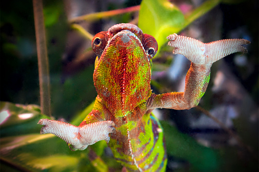 Funny striped and spotted chameleon of red and green coloring with wide open paws close up, darkened vignette