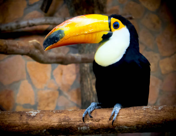 istock Bright toucan with a large yellow beak sitting on a branch in a cage 1001782044