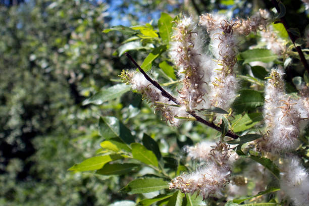 istock Spring flowering branch with gentle fluffy sprouts 1001790724