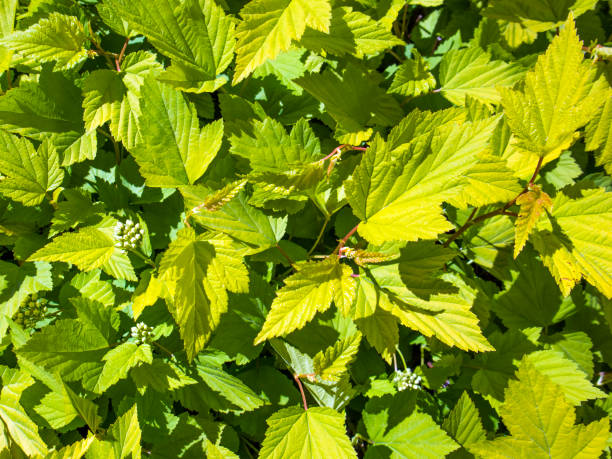 istock Natural background with green leaves under the sun close up 1001796558