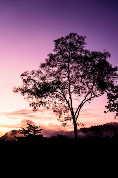 istock Sunset at top of the jungle 1001797302