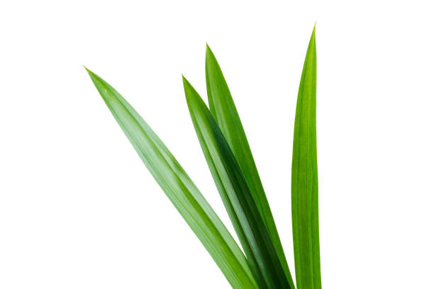 istock fresh green pandan screwpine leaves isolated on white background 1001802982