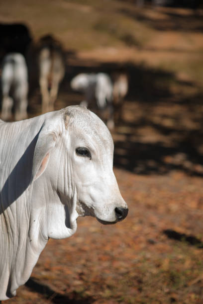 Cow nelore, side portrait with background farm