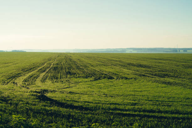istock Plowed field in springtime with copy space. Rich green background of field with furrows from plough close up under blue sky. Tree, bushes and industrial pipes on horizon. 1001814964