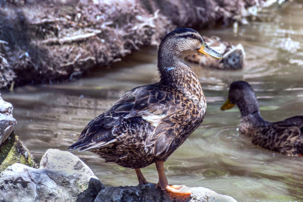 istock Mallard duck or Anas platyrhynchos standing on a stone 1001820212