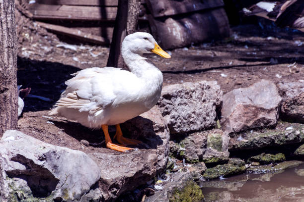 istock White domestic duck sits close to lake water 1001820230