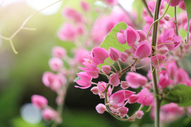 Flores De Color Rosa Mexicano Enredadera Con Insectos Con Efectos De Luz En El Fondo De La Naturaleza Foto de stock y más banco de imágenes de Abeja - iStock Flores De Color Rosa Mexicano Enredadera Con Insectos Con Efectos De Luz En El Fondo De La Naturaleza Foto de stock y más banco de imágenes de Abeja - iStock