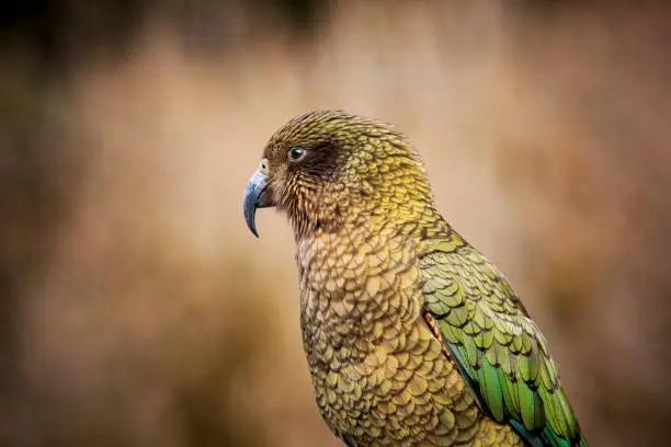 close up head and bill of kea bird ,ground parrot in new zealand