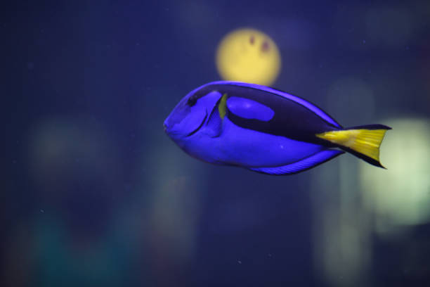 istock Tropical Saltwater Fish in an Aquarium - Blue surgeon fish 1001830682