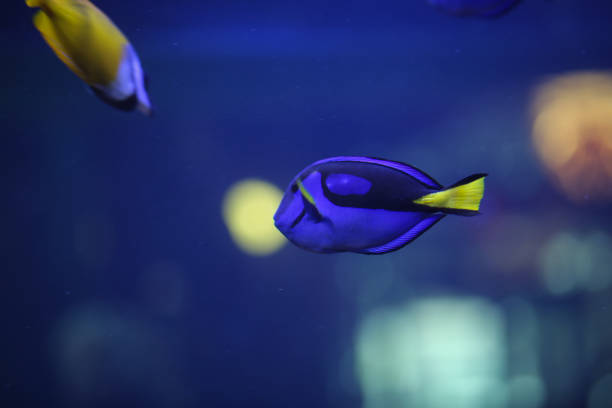 istock Tropical Saltwater Fish in an Aquarium - Blue surgeon fish 1001830734