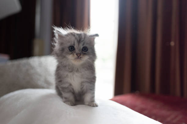 istock Homeless cat in new home 1001838180
