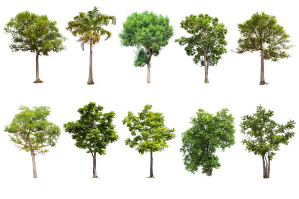 istock Isolated big tree on white background ,The collection of trees.Large trees database 1001838466