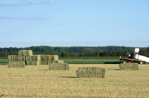 Vast golden wheat fields after harvest. Bales of straw dot the agricultural grain fields with a farm house in the distance.