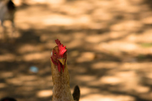 hickory hen, in a portrait with selective focus on its natural habitat
