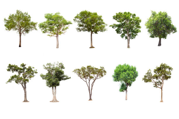 istock Isolated big tree on white background ,The collection of trees.Large trees database 1001838556
