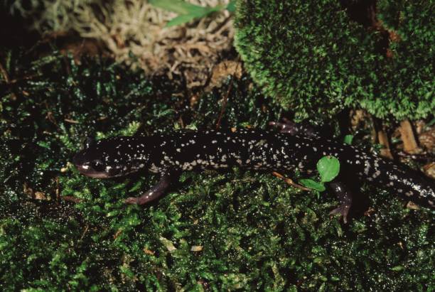 istock Northern Slimy Salamander (Plethodon Glutinosus) 1001840622