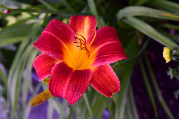 istock lily flower in the garden 1001840796