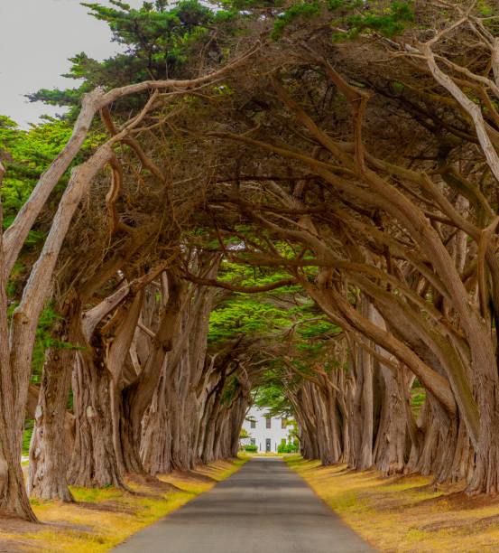 istock Cypress tree tunnel at Point Reyes National seashore 1001840986