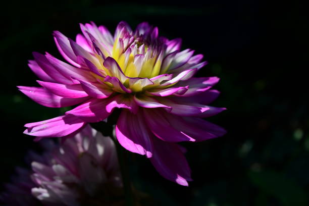 istock Dahlia in the garden 1001843344