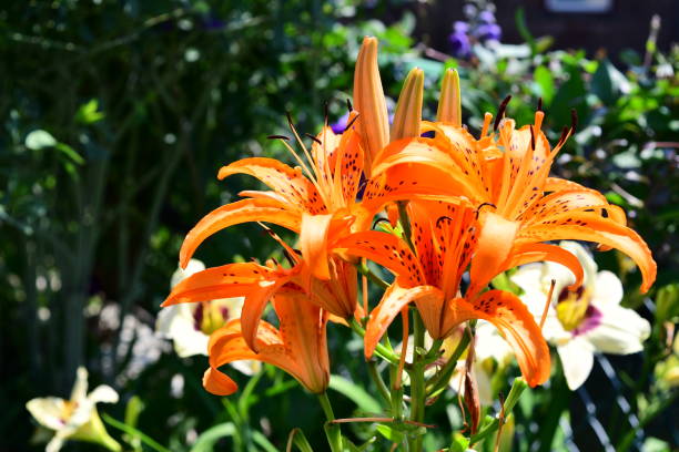 istock lily flower in the garden 1001843370