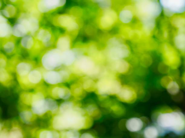istock Leaf bokeh in the forest, missed focus 1001856124