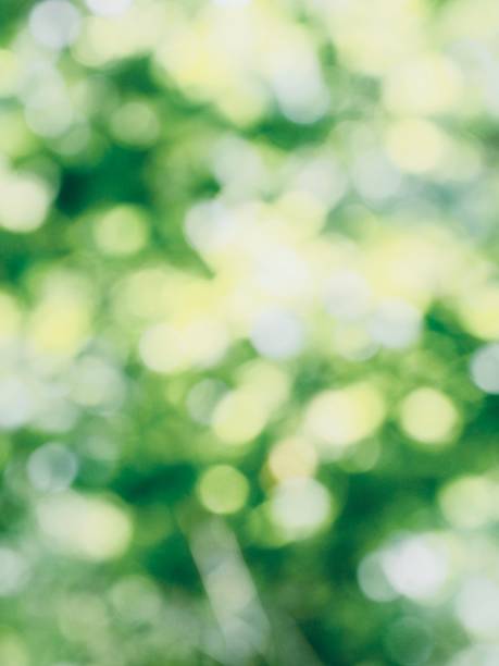 istock Leaf bokeh in the forest, missed focus 1001856144
