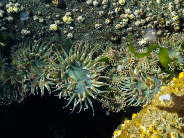 агрегация море анемон (anthopleura elegantissima) - living organism process horizontal close up underwater стоковые фото и изображения