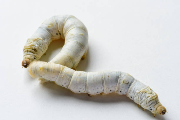 Silkworm (Bombyx mori), larva or caterpillar, isolated on a white background  Silkworm