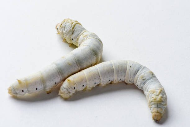 istock Silkworm (Bombyx mori), larva or caterpillar, isolated on a white background  Silkworm 1001890420