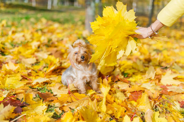 istock Yorkshire terrier dog sitting on yellow leaves with a maple bouquet 1001897452