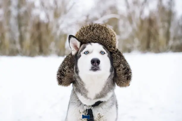 Funny husky dog is in warm hat. Closeup portrait of lovely dog breed siberian husky is on the snow in winter forest