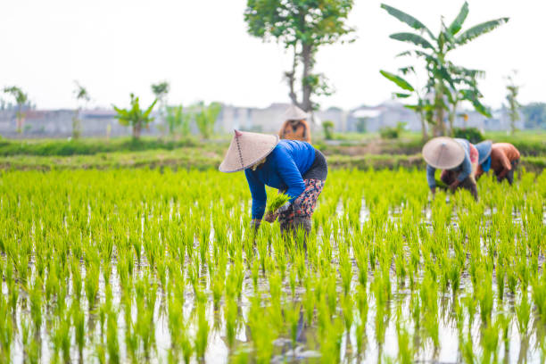 istock Indonesian women on the rice field 1001918964