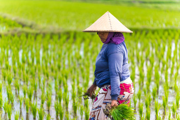 istock Indonesian woman on the rice field 1001918966