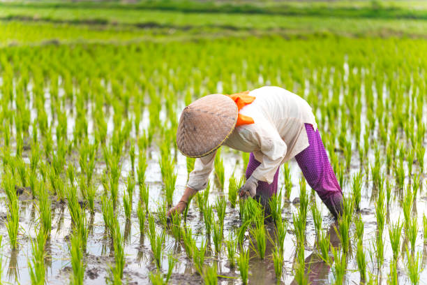 istock Indonesian woman on the rice field 1001918968