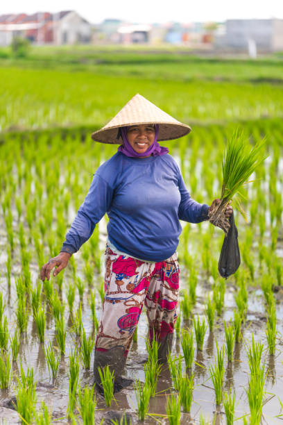 istock Indonesian woman on the rice field 1001918972