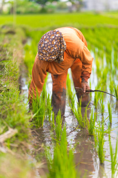 istock Indonesian woman on the rice field 1001918980