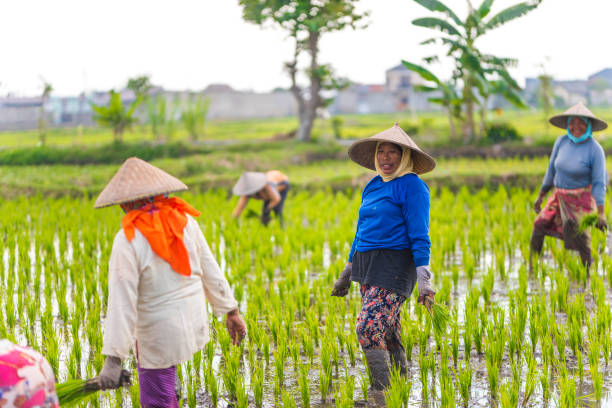 istock Indonesian women on the rice field 1001918982