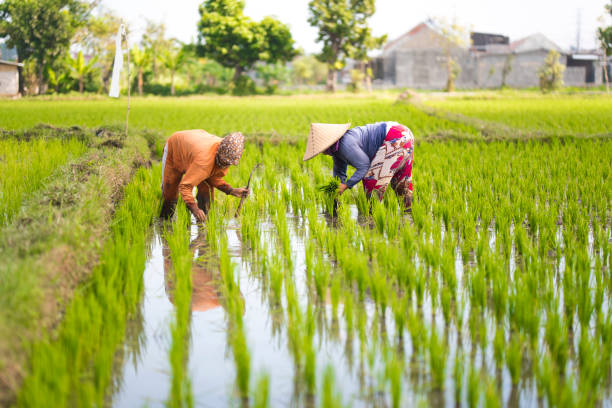 istock Indonesian women on the rice field 1001918988
