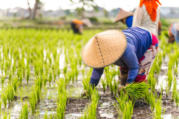 istock Indonesian women on the rice field 1001918990