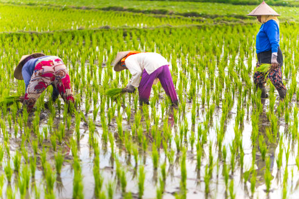 istock Indonesian women on the rice field 1001918994