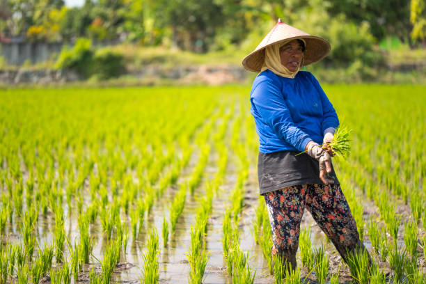 istock Indonesian woman on the rice field 1001918996