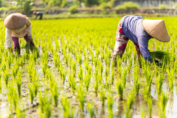 istock Indonesian women on the rice field 1001918998